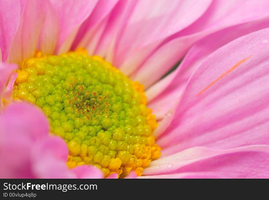 Pink Chrysanthemum Series 4