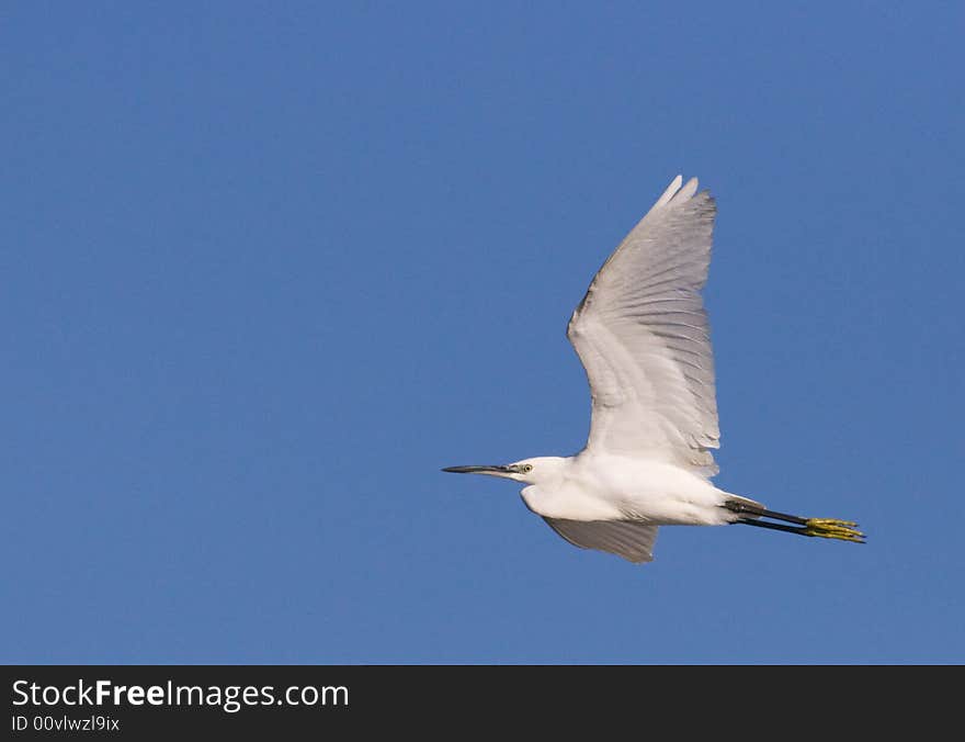 Little Egret