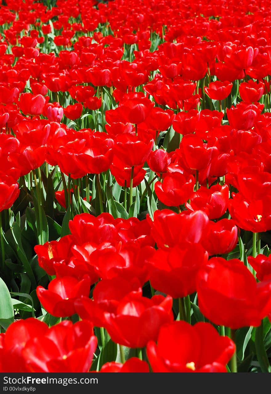 Beautiful red tulips abstract background. Beautiful red tulips abstract background