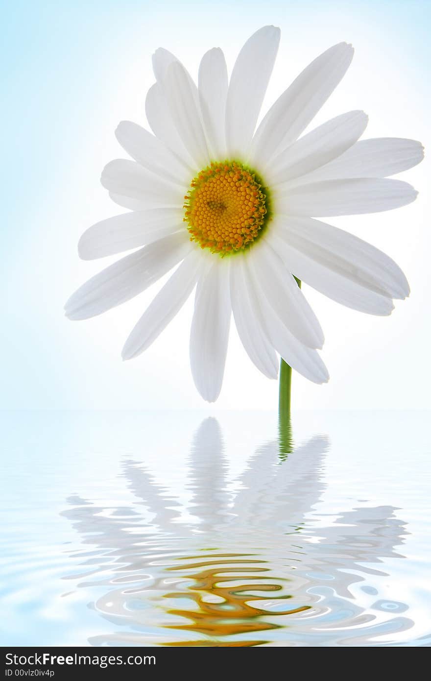 Camomile flower on blue background