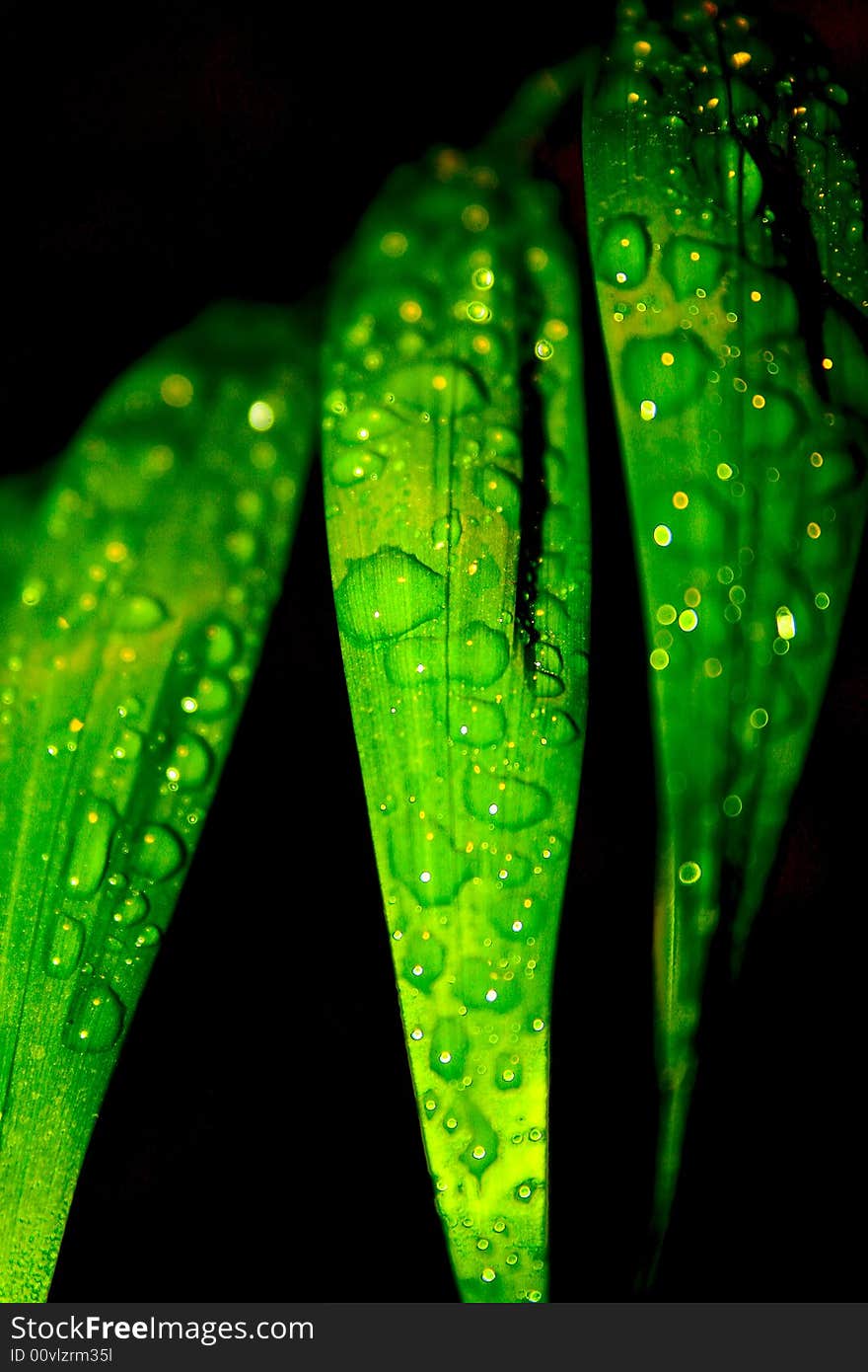 Leaves with droplets of water on a black background. Leaves with droplets of water on a black background.