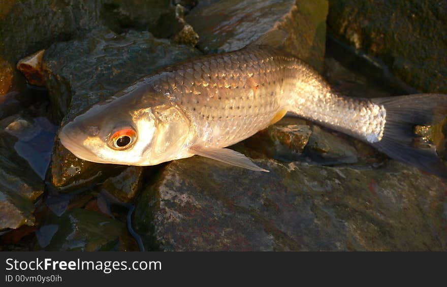 The malformations fish