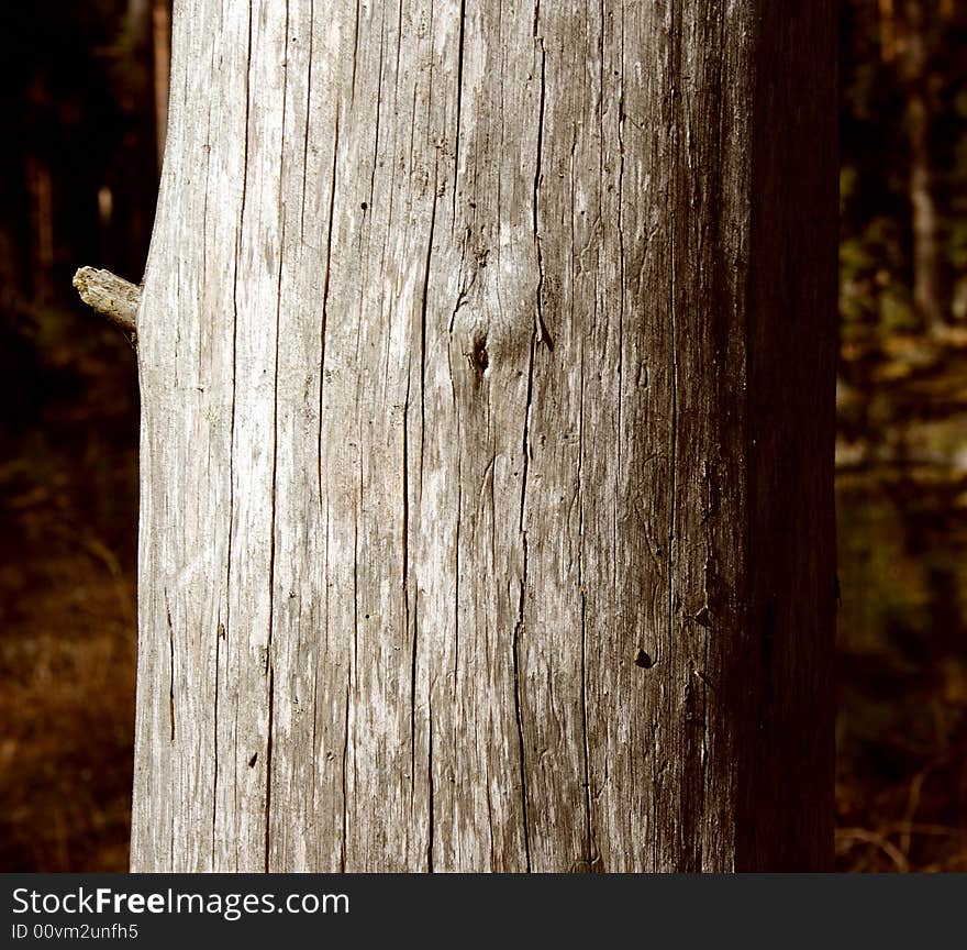 Old tree with a lot of great cracks