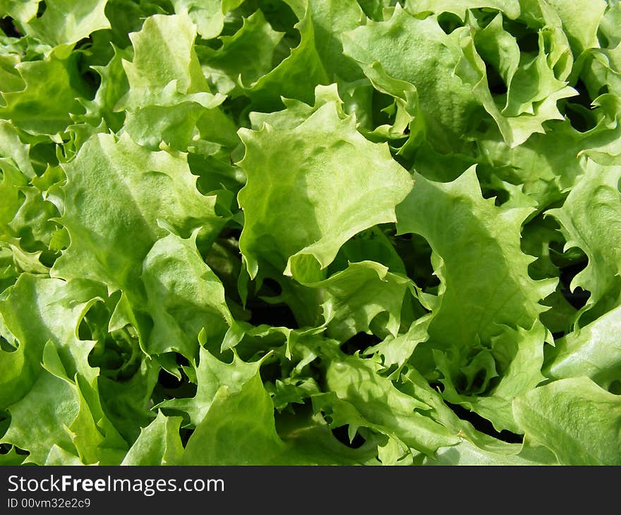 Close-up photo of endive Kentucky lettuce