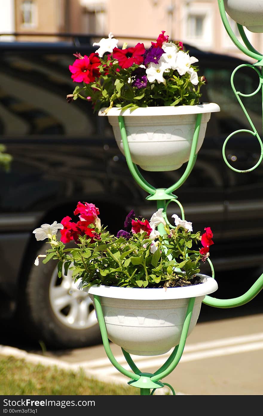 Bowls with red and white flowers on a street (sidewalk) of a city with a car parked nearby. Bowls with red and white flowers on a street (sidewalk) of a city with a car parked nearby