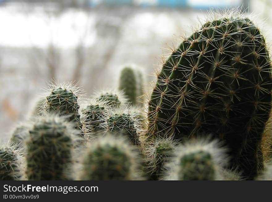 Cactus with children