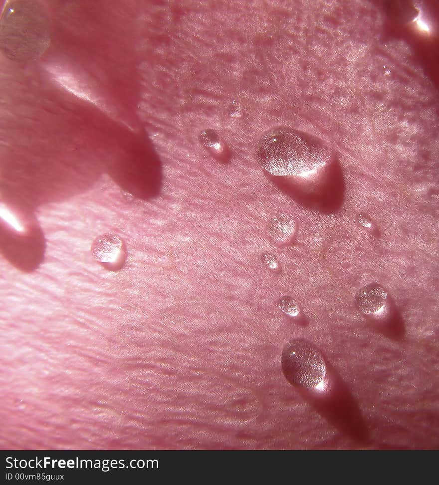 Drops of water on  petal  roses covered by sunlight