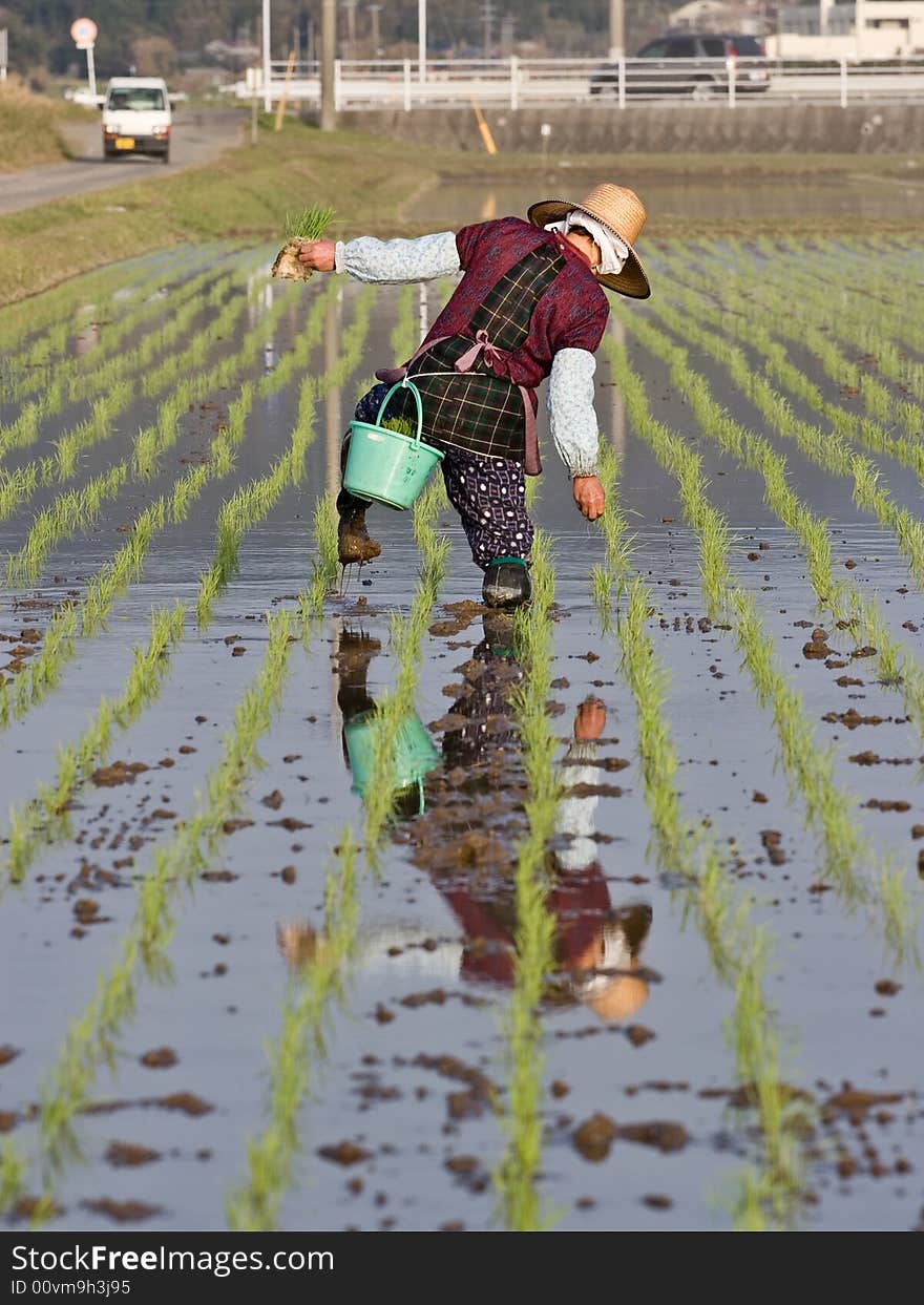 Machines are used for most planting, however farmers need to walk in the fields and plant or replant some areas by hand. This older woman is looking for places that were missed by the machine. Machines are used for most planting, however farmers need to walk in the fields and plant or replant some areas by hand. This older woman is looking for places that were missed by the machine.