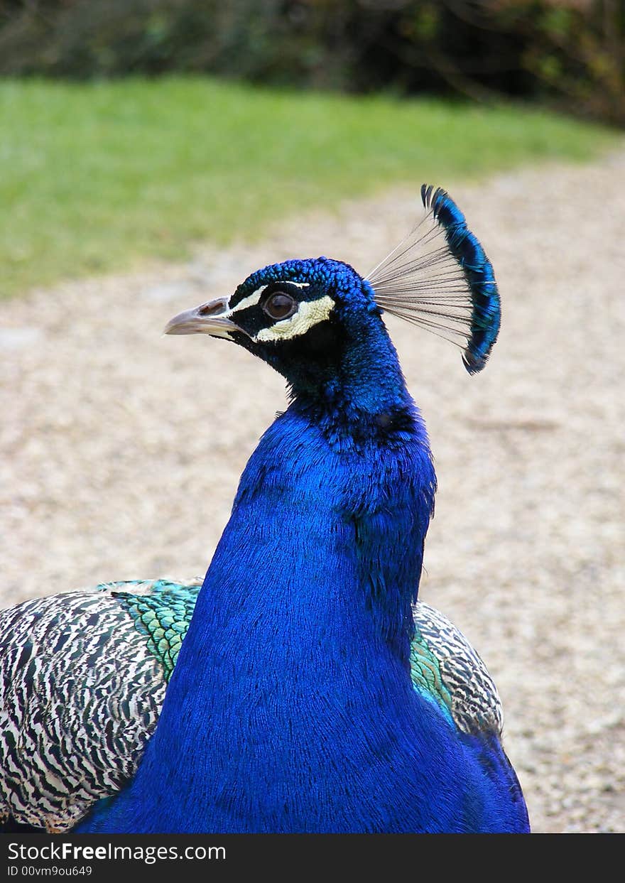 Close-up photo of a Peacocks head