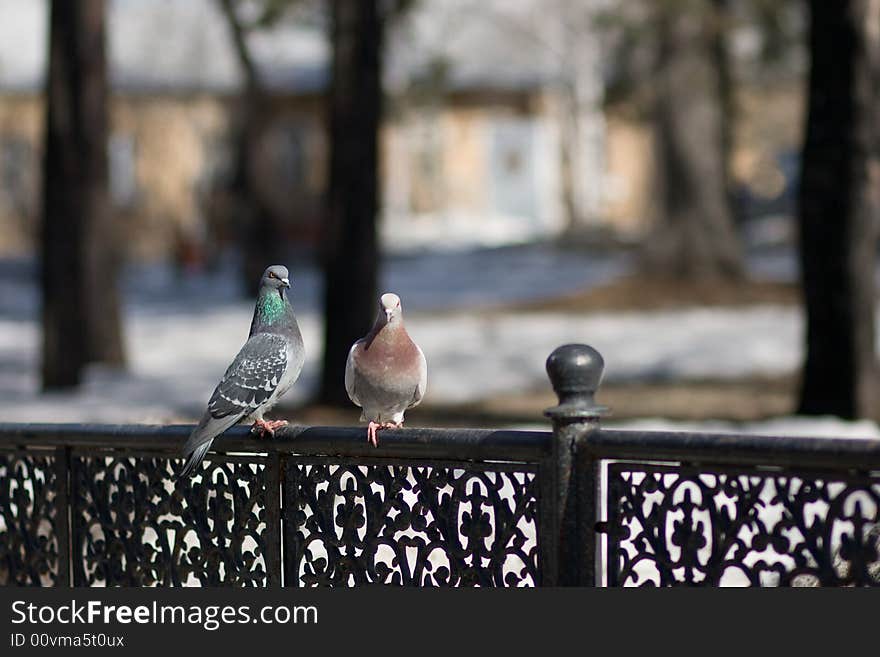 Two birds in the park