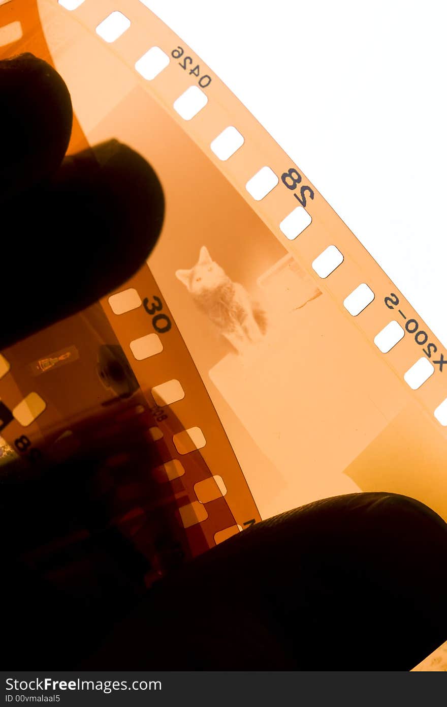 A photograph of a cat on a 35 mm film strip