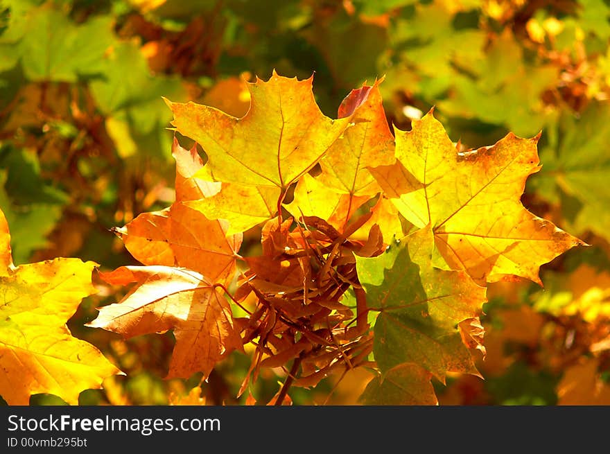 Maple leaves of red and yellow color. Maple leaves of red and yellow color