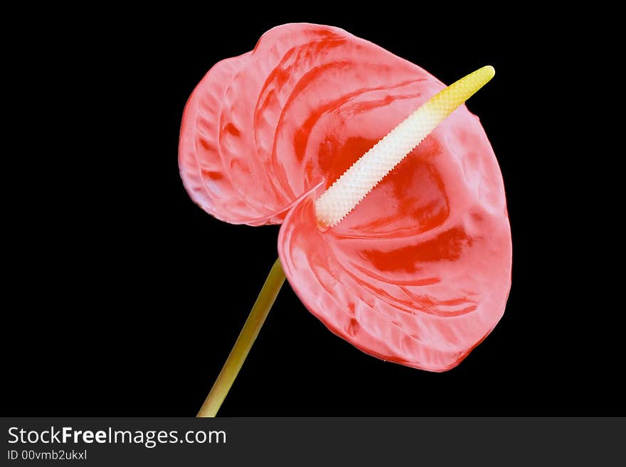 Red anthurium isolated on black