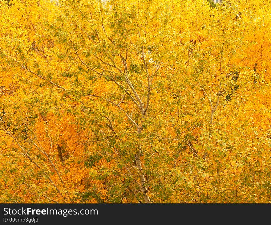 Many yellow trees in one garden. Many yellow trees in one garden