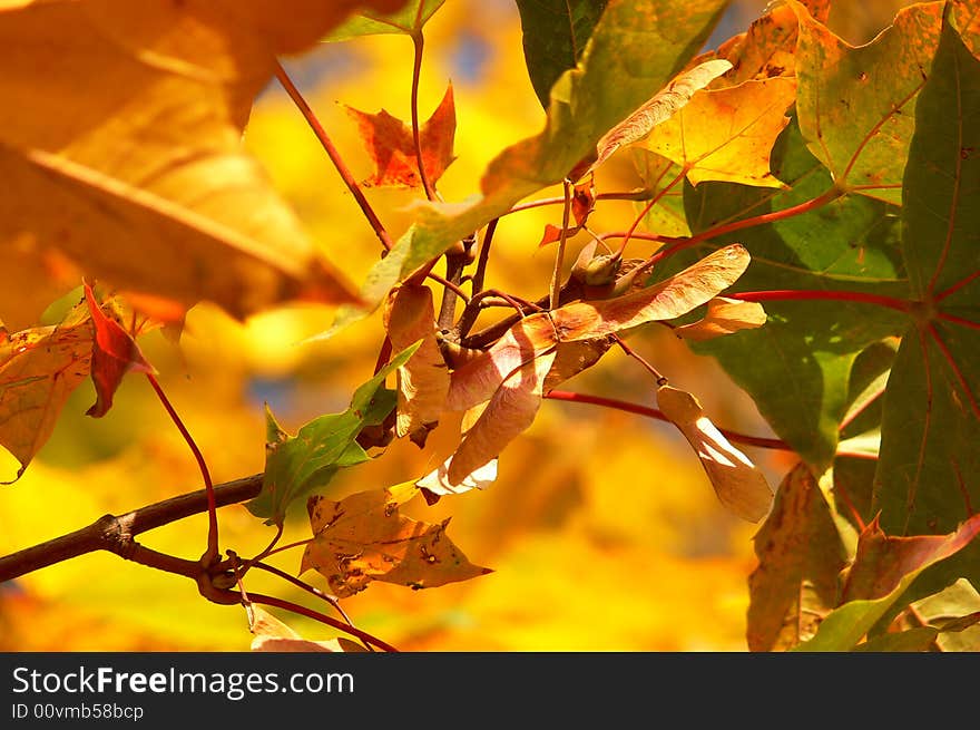 Maple leaves of red and yellow color. Maple leaves of red and yellow color