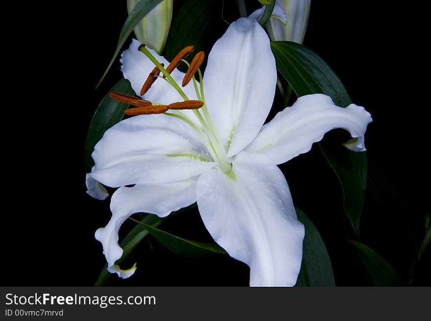 A beautiful white lilly that is fully open, with some green leaves and buds fading in the background.  The picture is taken on an isolated black background, and lighting is done with a small flashlight for extra effect. A beautiful white lilly that is fully open, with some green leaves and buds fading in the background.  The picture is taken on an isolated black background, and lighting is done with a small flashlight for extra effect.