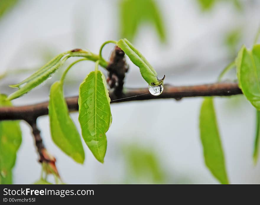 All leafy trees to which belong and fruit blossom out in spring. Representing objects is visible in hanging down a drop of water (she works as a lens). All leafy trees to which belong and fruit blossom out in spring. Representing objects is visible in hanging down a drop of water (she works as a lens).