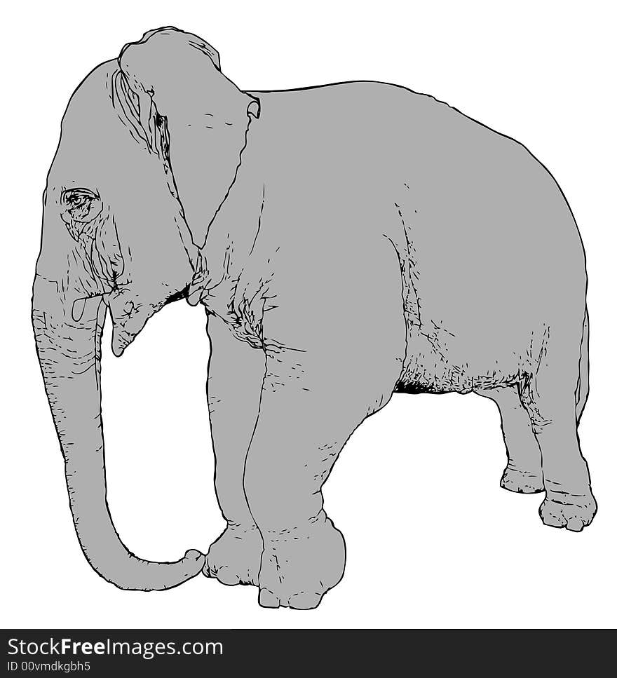 Illustration of an indian grey elephant over a white background