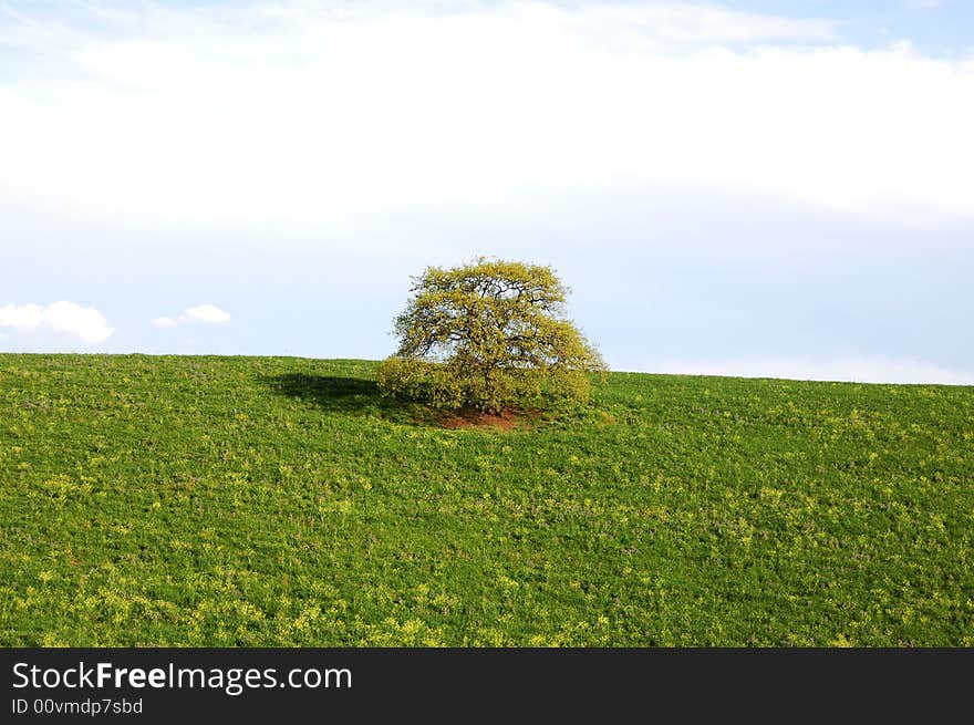 Lonley tree with blue sky and grass. Lonley tree with blue sky and grass