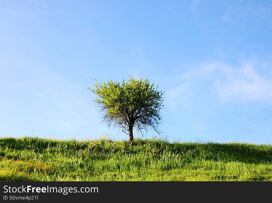 Lonley tree with blue sky and grass. Lonley tree with blue sky and grass