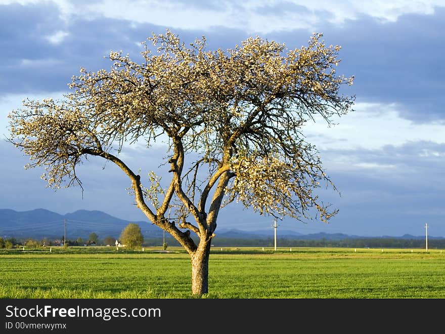 Lonely blooming tree in the spring. Lonely blooming tree in the spring.