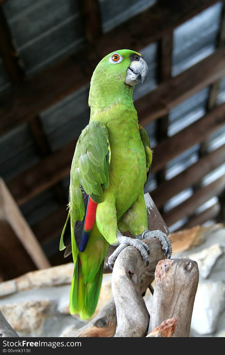 Green Parrot