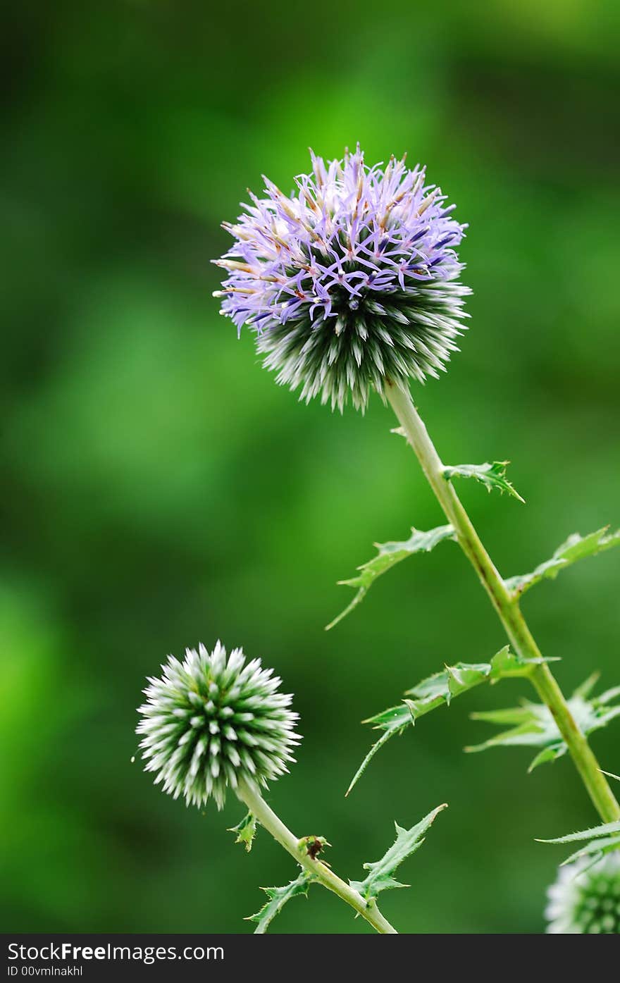 Thistle