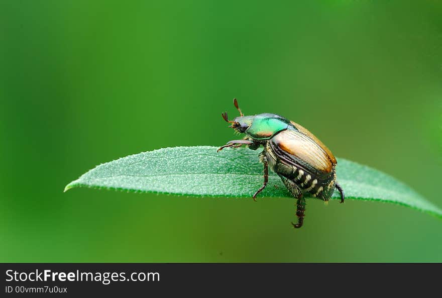 Chafer and leaf