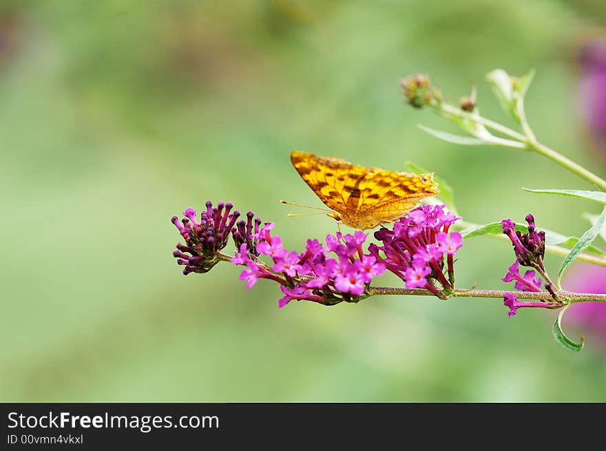 A butterfly on buddleia flower in green background. A butterfly on buddleia flower in green background