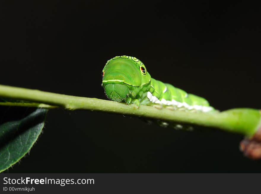 Swallowtail larva face, on branch in black background.