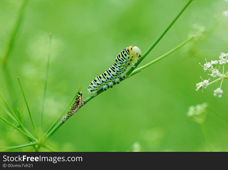 Exuviated caterpillar of Papilio in green background. Exuviated caterpillar of Papilio in green background