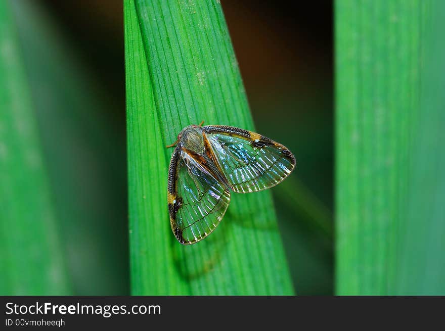 A small cicada on green grass leaf.