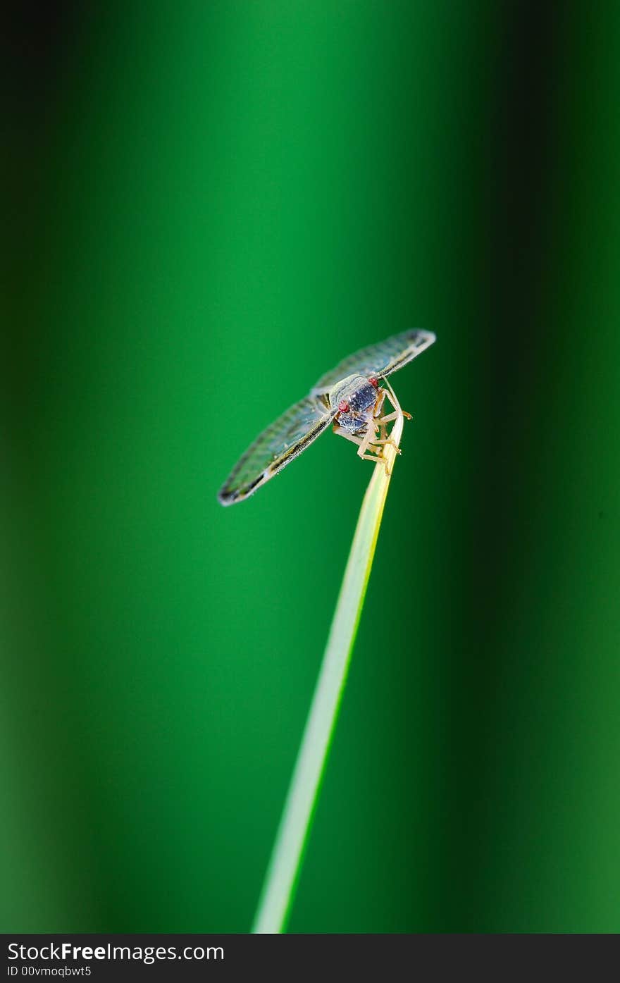 A small cicada on green grass leaf spire. in green backbround.