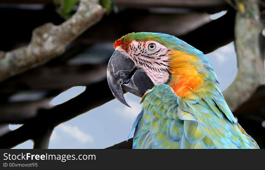 Close up of the head of a colorful macaw. Close up of the head of a colorful macaw