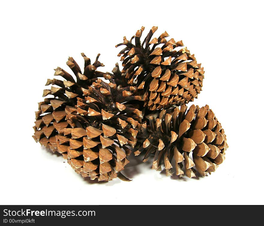 Some big cedar cones