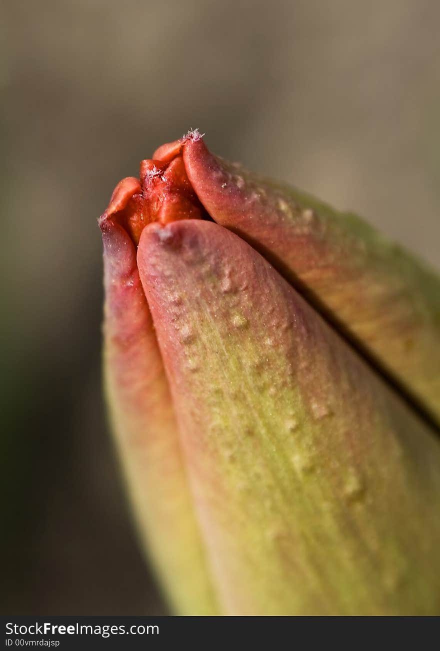 Close up on red tulip bud