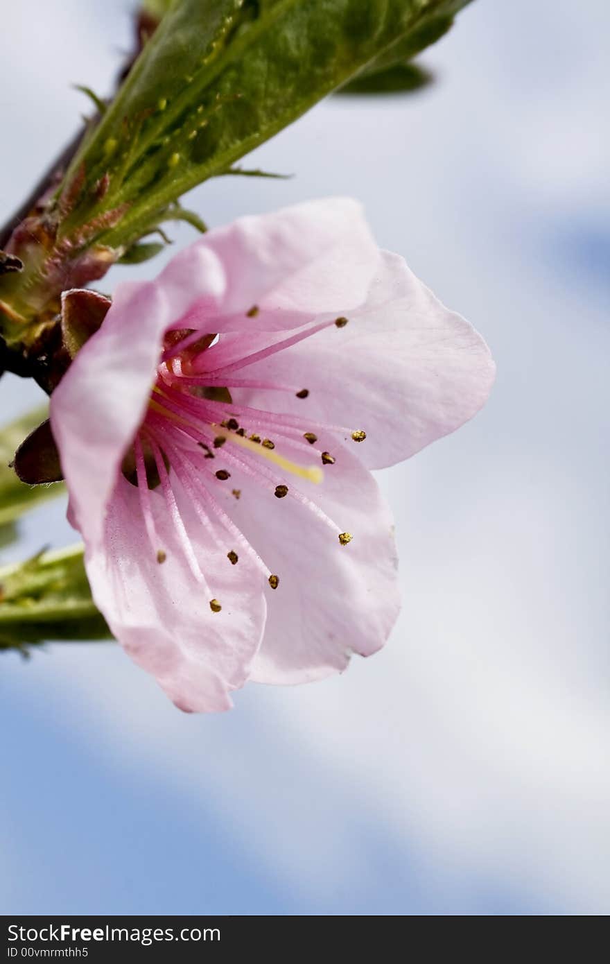 Cherry Blossoms