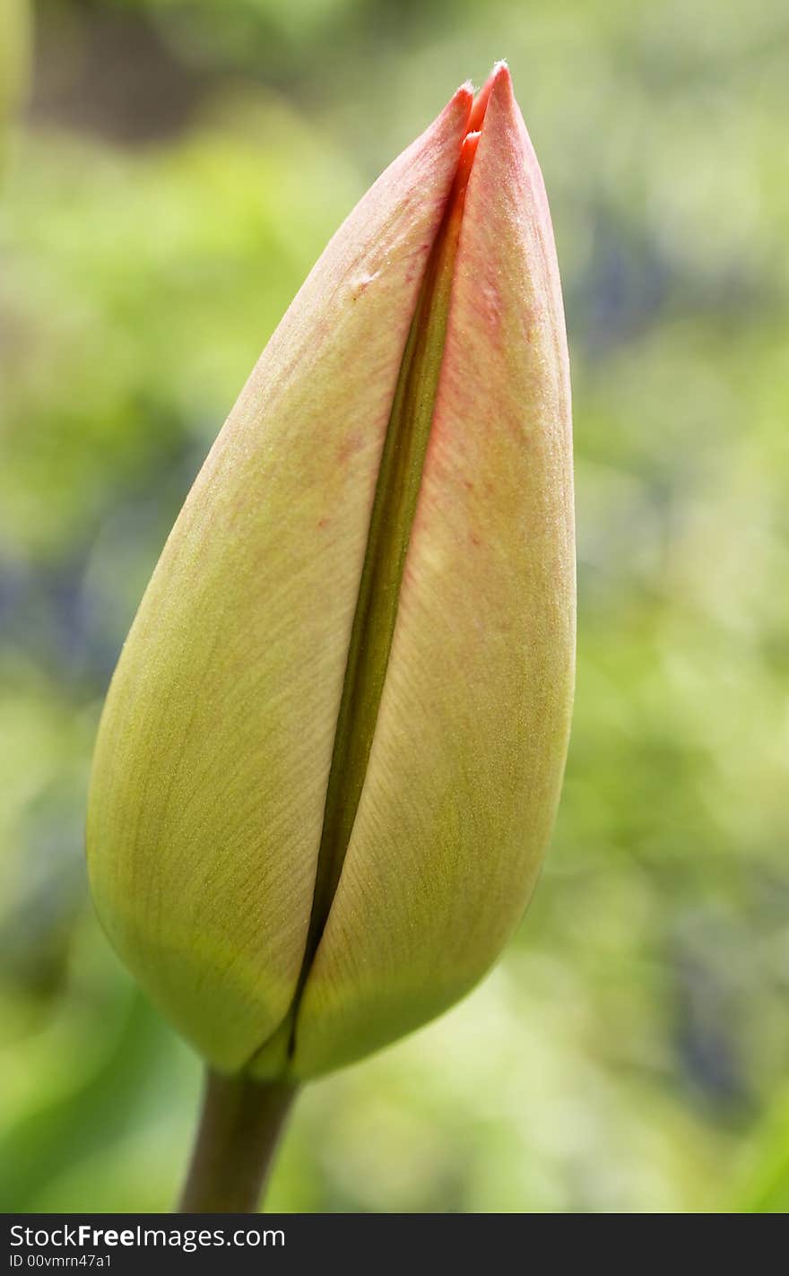 Close up on red tulip bud