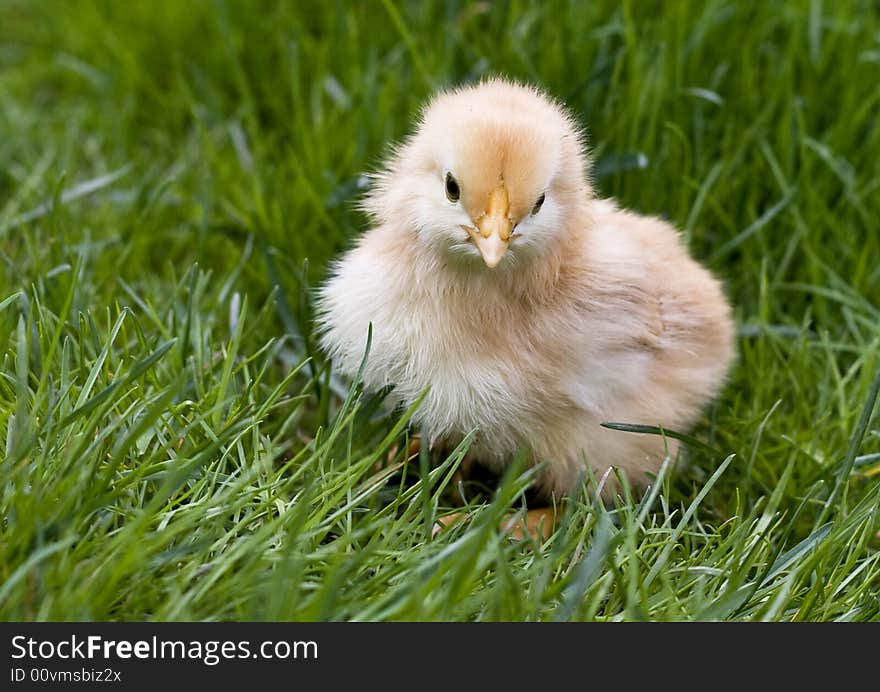 Cute fluffy chicken in grass