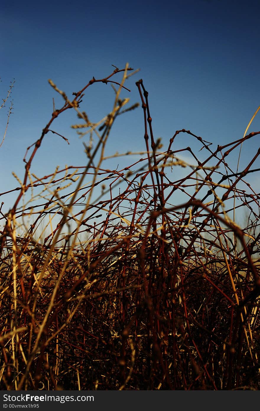 Lakeside tussock grass, under daylight. Lakeside tussock grass, under daylight