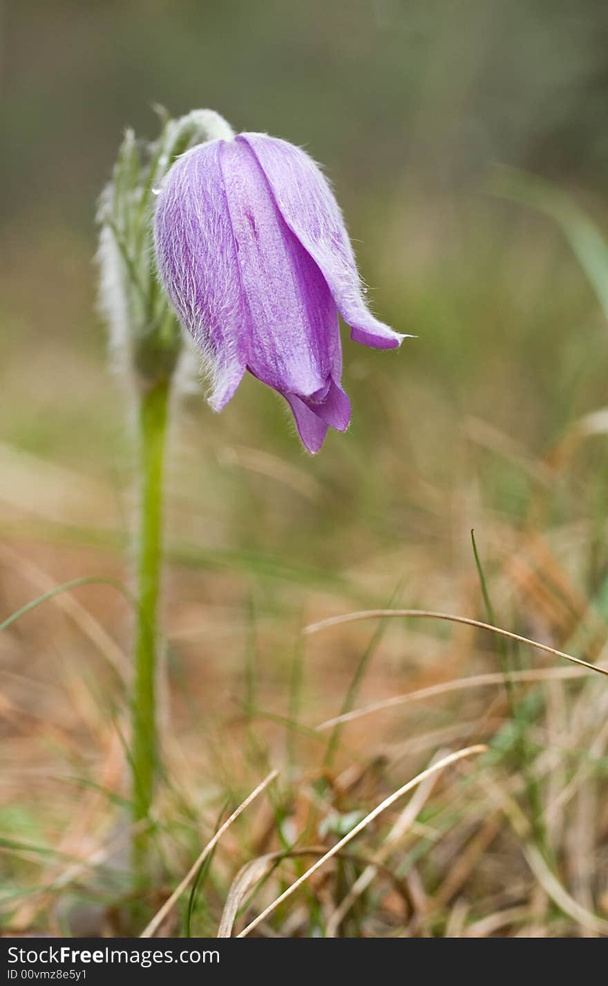 Pasque-flower