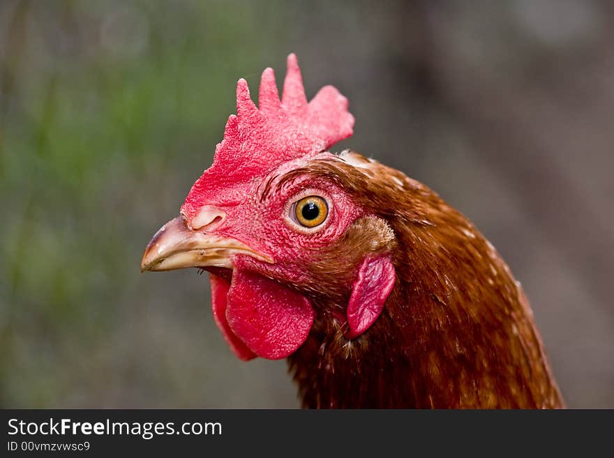 Hen