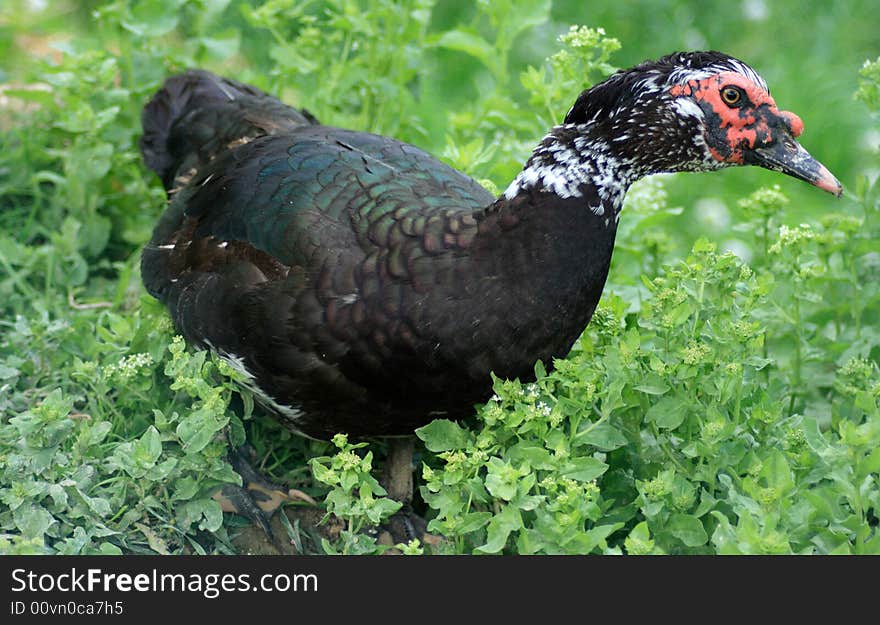 Black duck walking in my garden