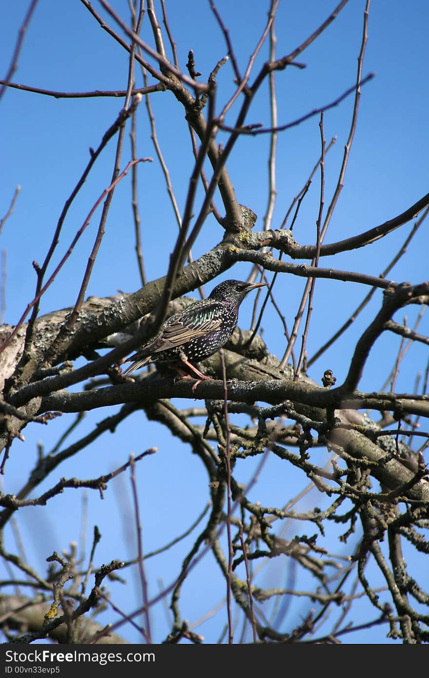 Starling on a branch of a tree close up