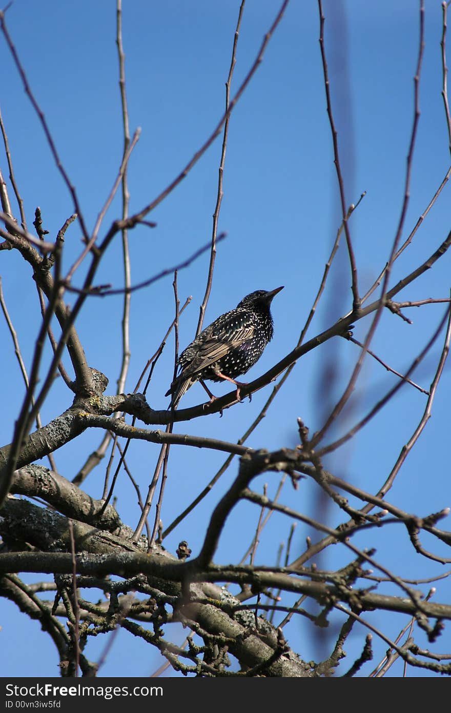 Starling on a branch of a tree close up