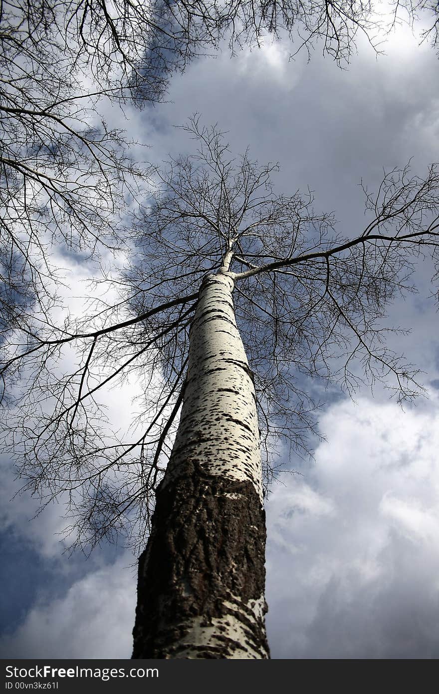 Tall tree with clouds on the sky. Tall tree with clouds on the sky