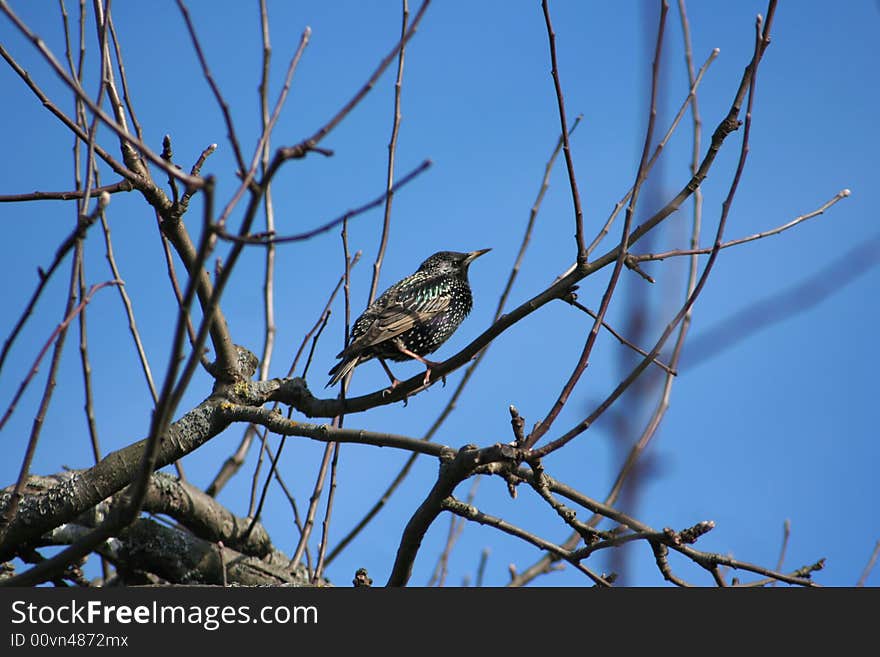 Starling on a branch of a tree close up