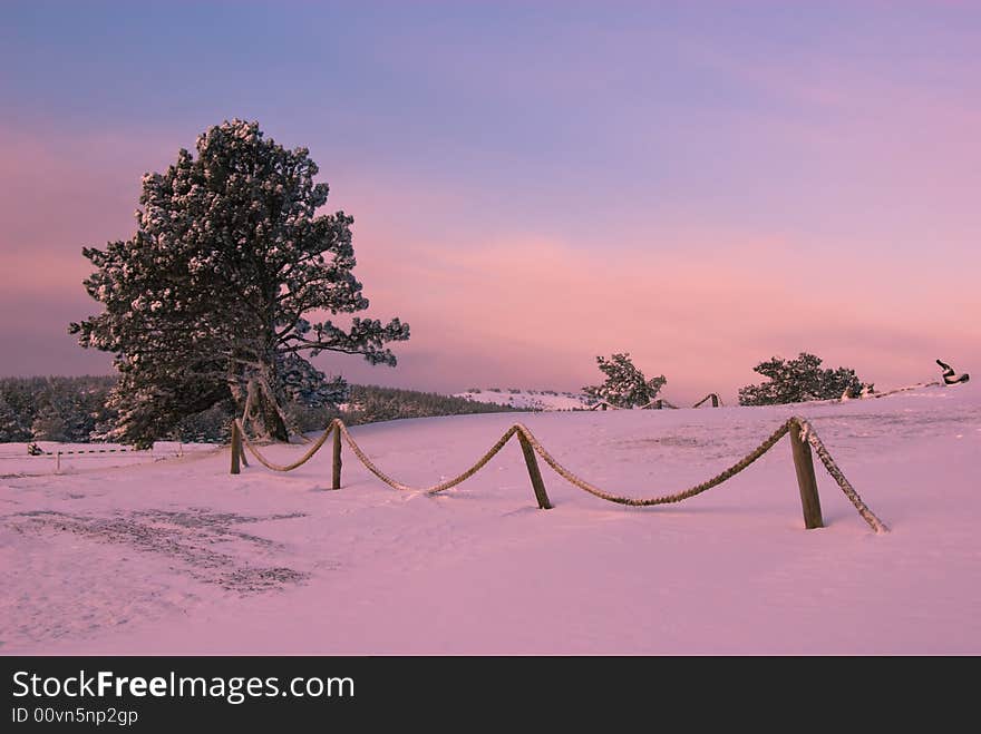 Lonely fir-tree in a morning