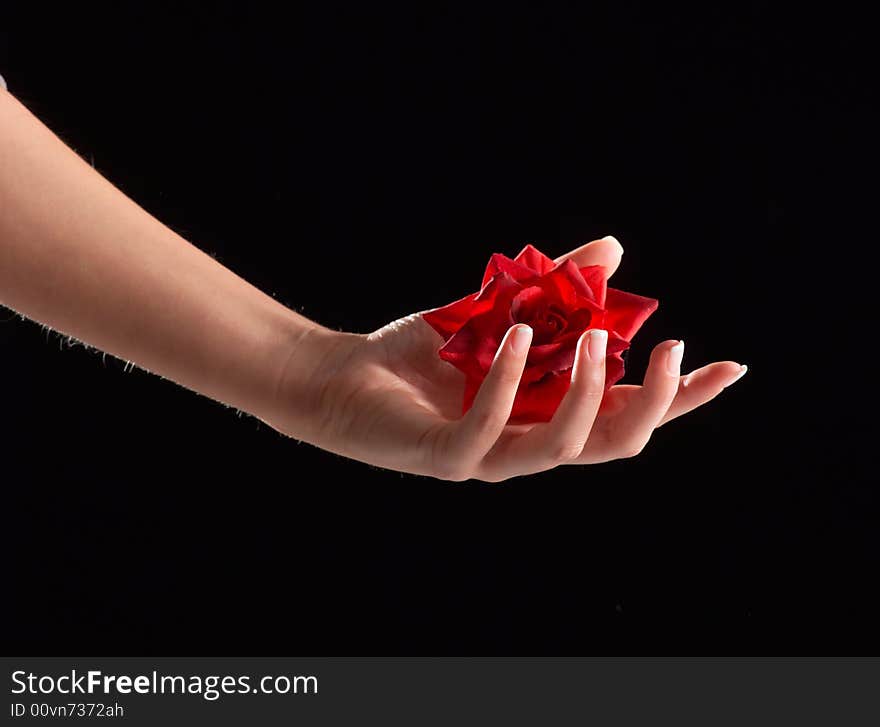 Hand holding rose on black background