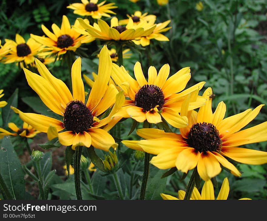 Yellow flower in the summer